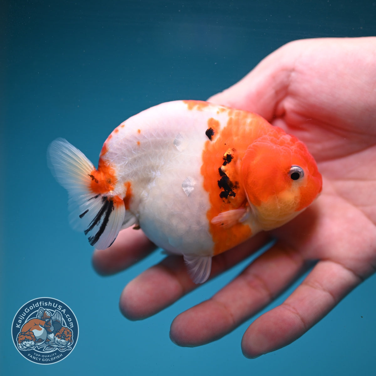 Sakura Ranchu 3.5 inch Body (260904_RC02)
