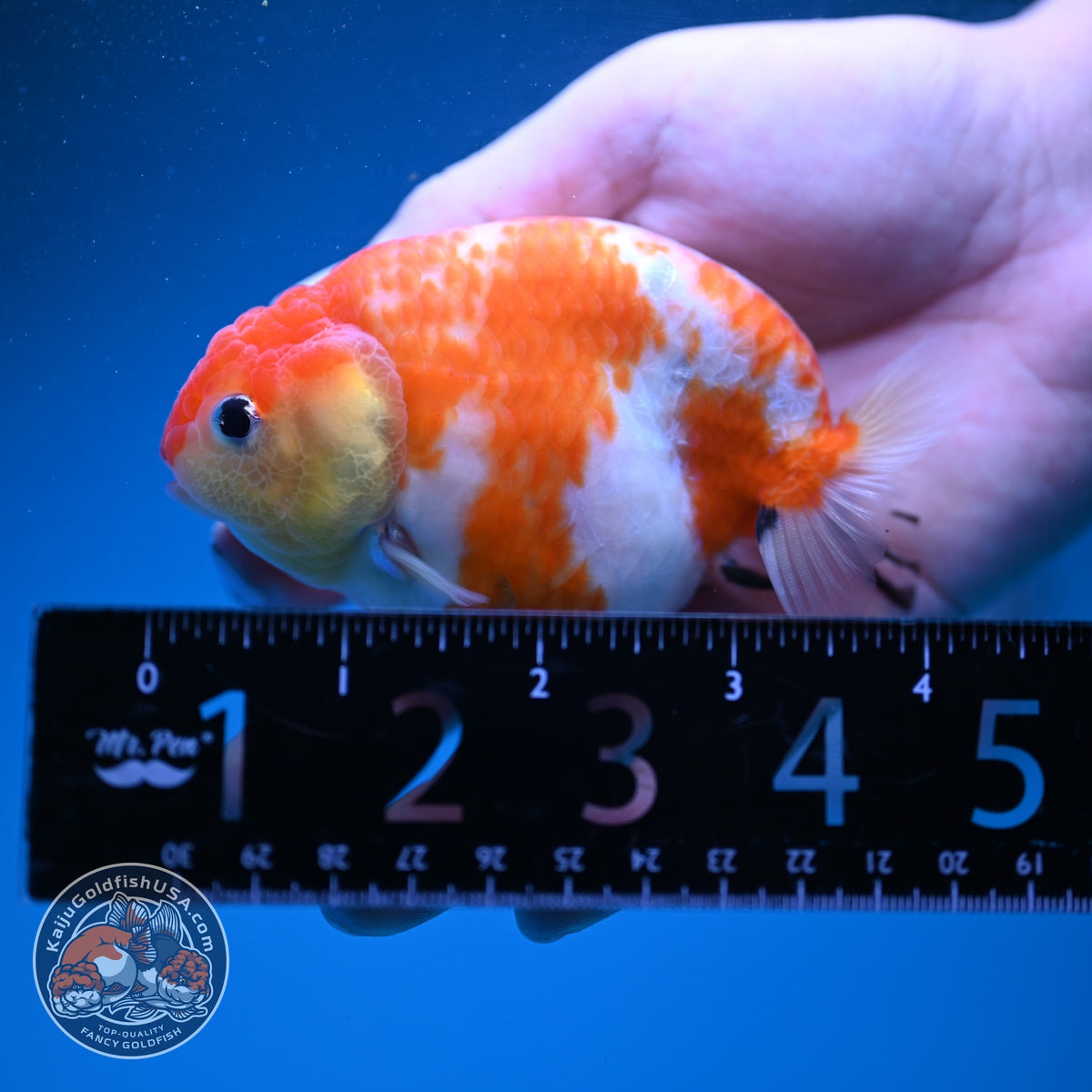 Sakura Ranchu 3.5 inch Body (260904_RC02)