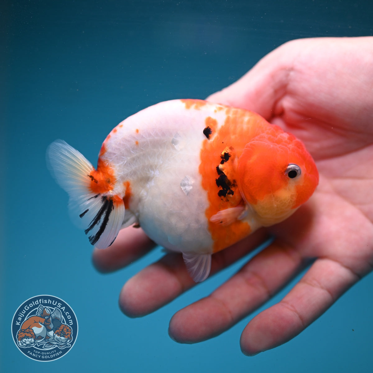 Sakura Ranchu 3.5 inch Body (260904_RC02)