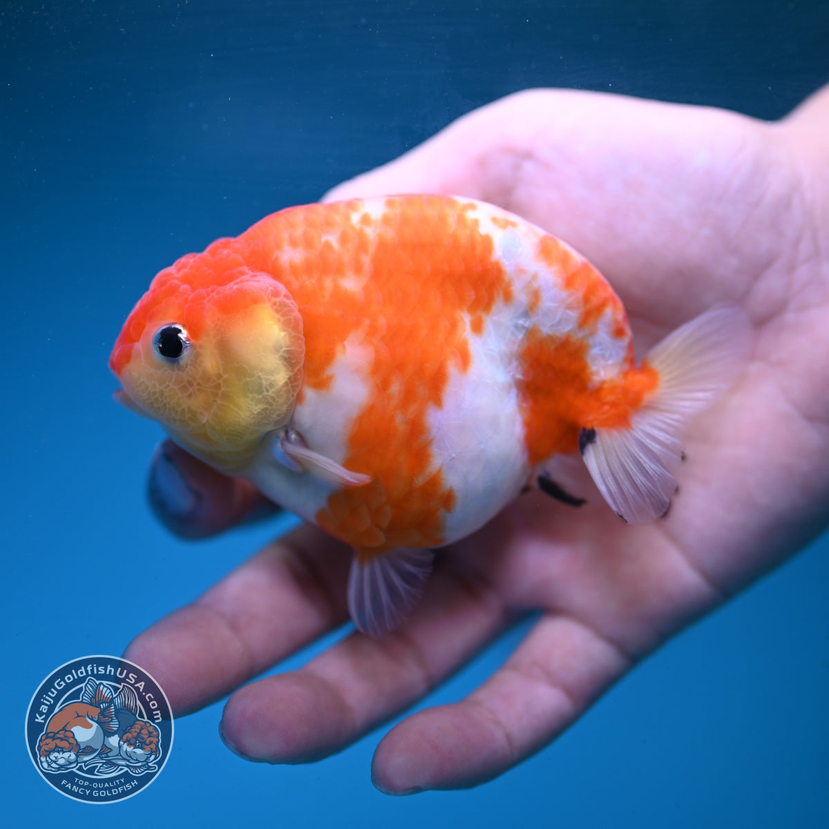 Sakura Ranchu 3.5 inch Body (260904_RC02)