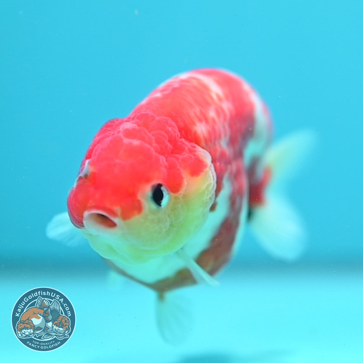 Sakura Ranchu 3.5 inch Body (260904_RC02)