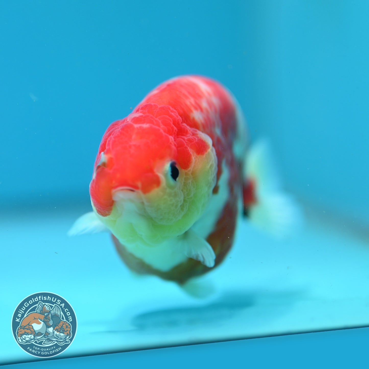 Sakura Ranchu 3.5 inch Body (260904_RC02)