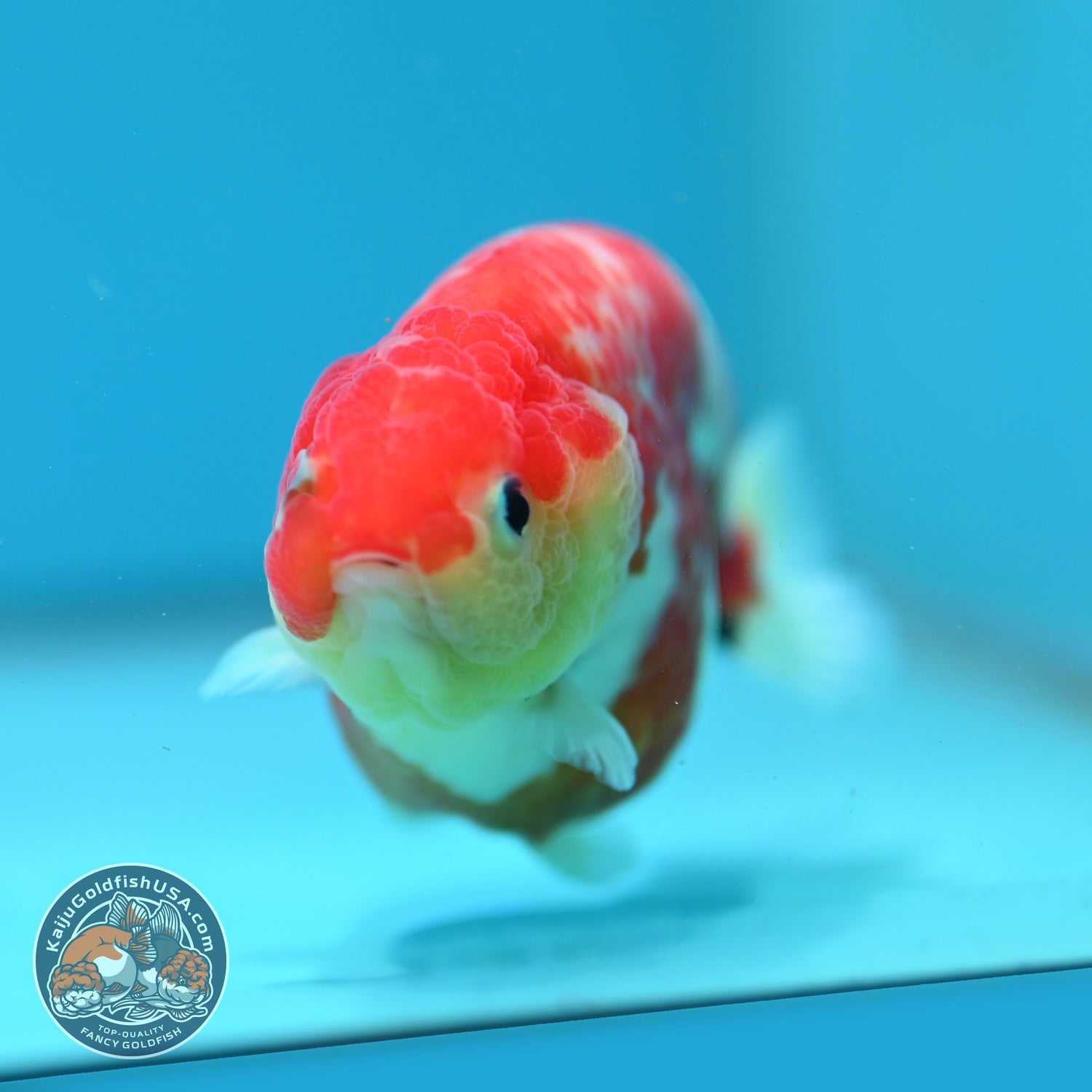 Sakura Ranchu 3.5 inch Body (260904_RC02)
