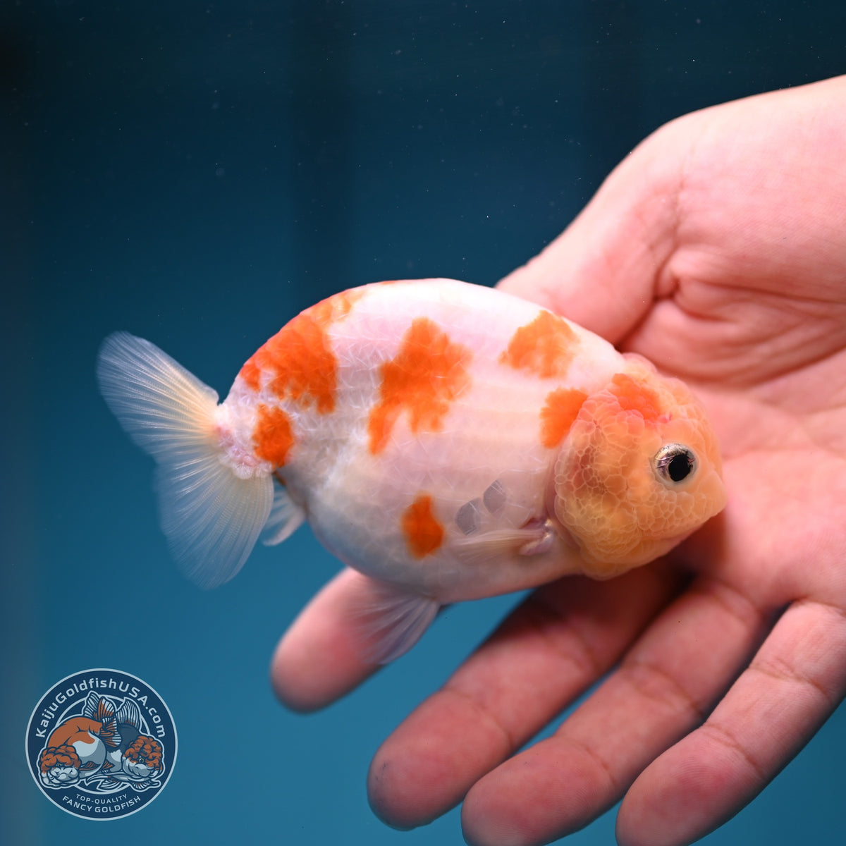 Sakura Ranchu 3.5 inch Body (260918_RC05)