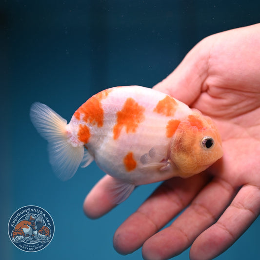 Sakura Ranchu 3.5 inch Body (260918_RC05)