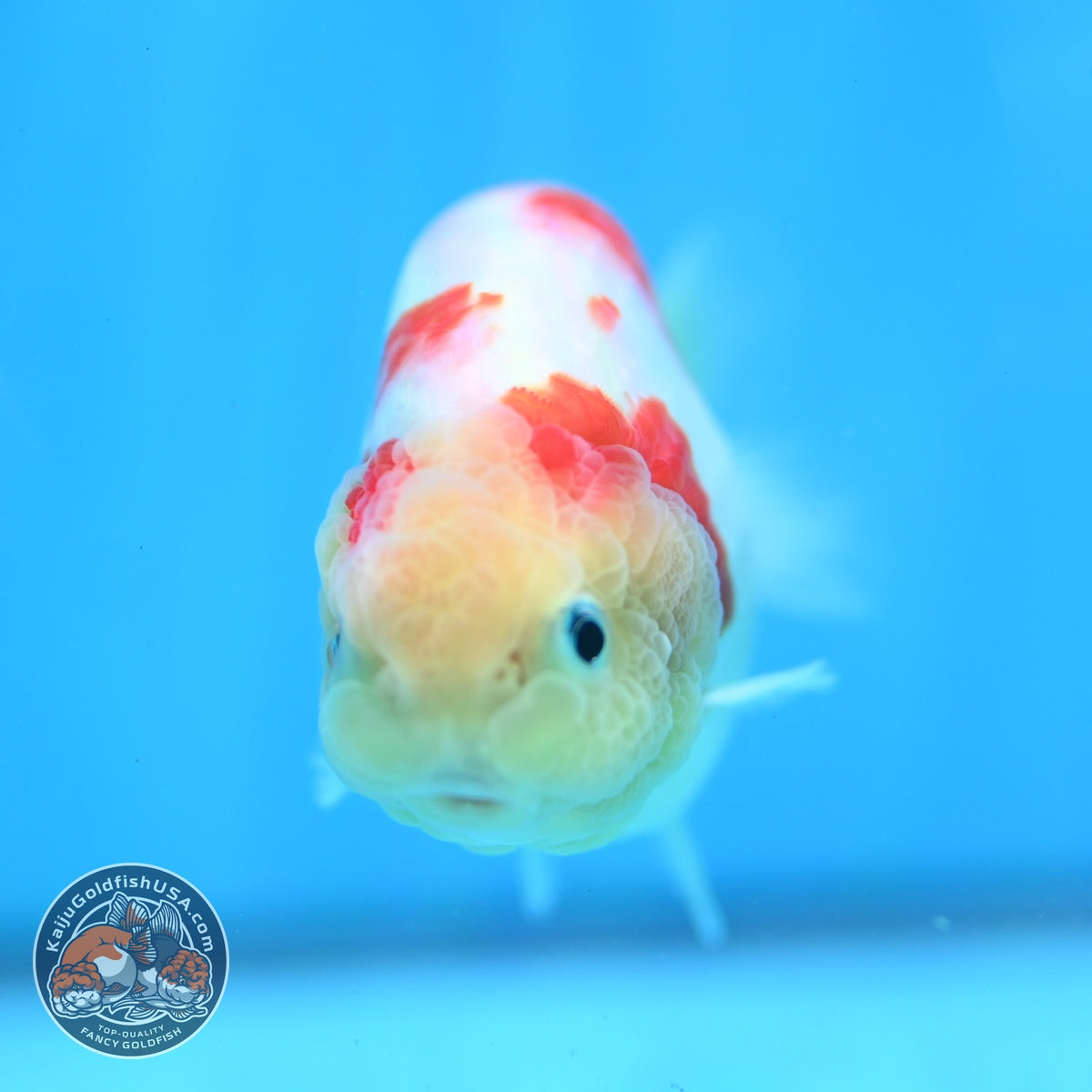 Sakura Ranchu 3.5 inch Body (260918_RC05)