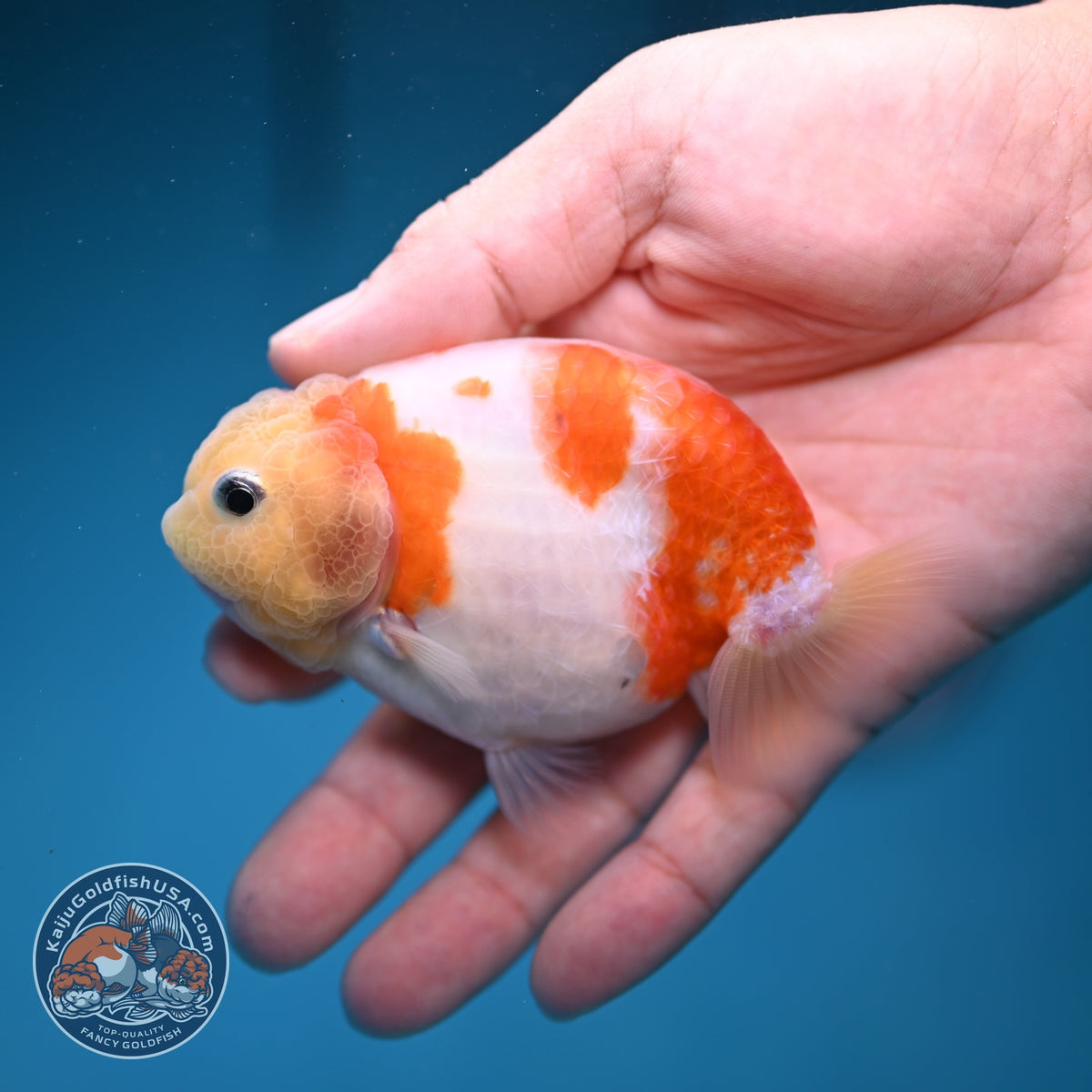 Sakura Ranchu 3.5 inch Body (260918_RC05)