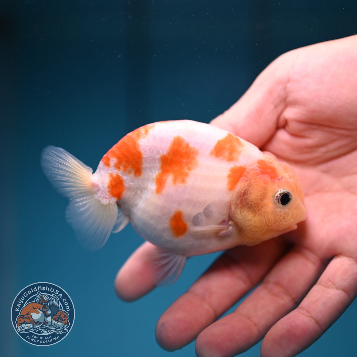Sakura Ranchu 3.5 inch Body (260918_RC05)