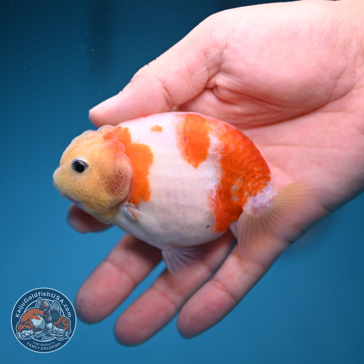 Sakura Ranchu 3.5 inch Body (260918_RC05)