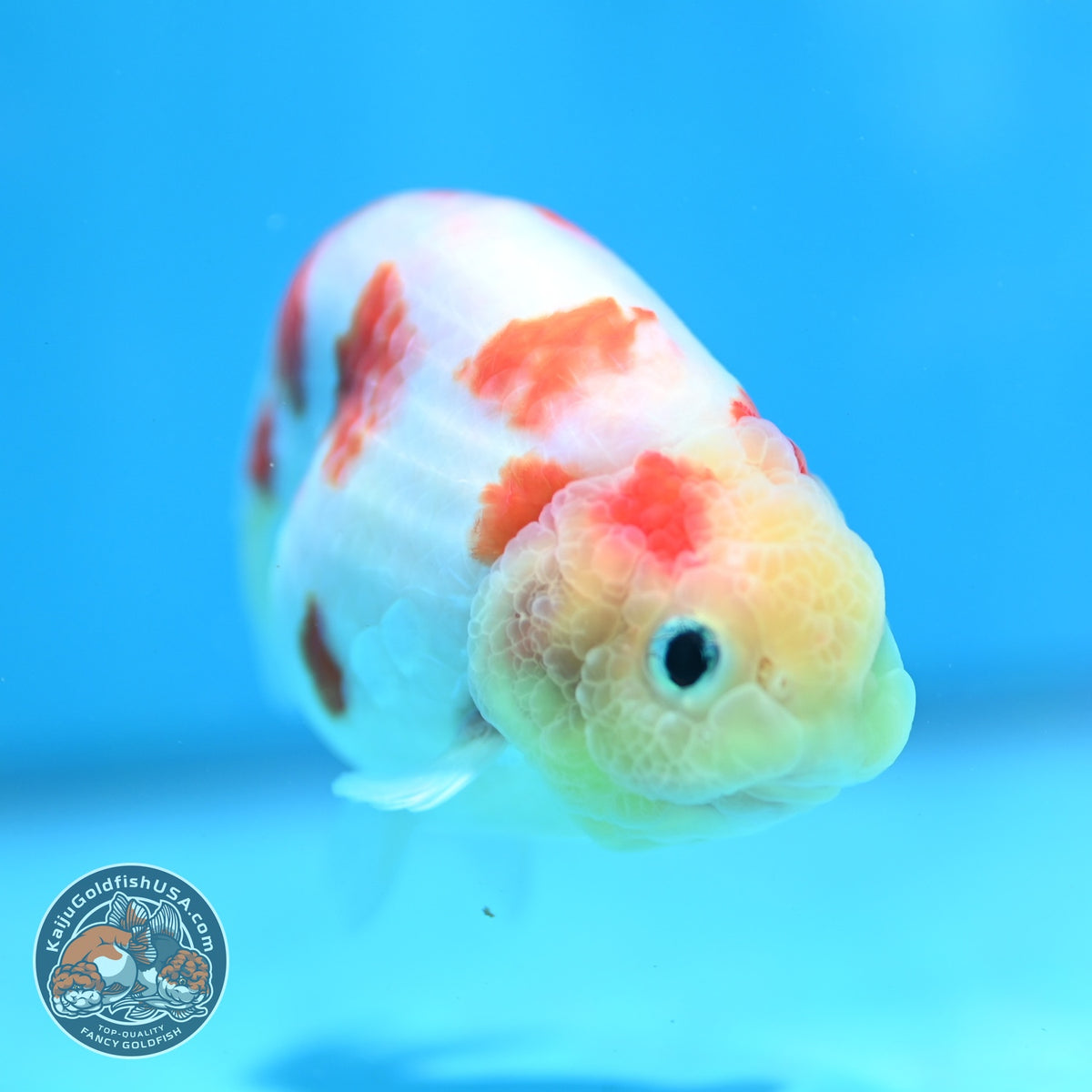 Sakura Ranchu 3.5 inch Body (260918_RC05)