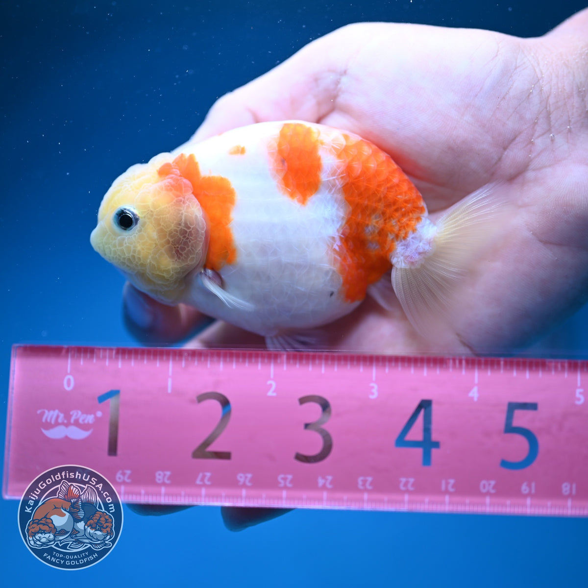Sakura Ranchu 3.5 inch Body (260918_RC05)