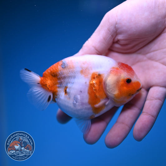 Sakura Ranchu 3.5 inch Body (261023_RC06)