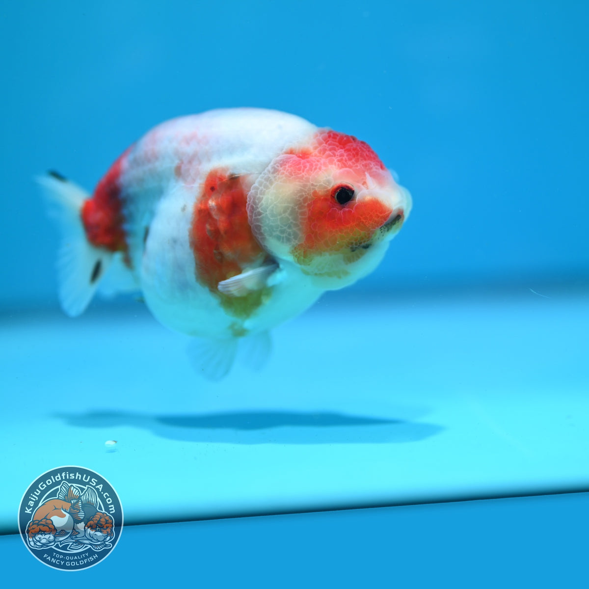 Sakura Ranchu 3.5 inch Body (261023_RC06)