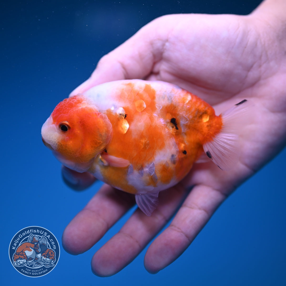 Sakura Ranchu 3.5 inch Body (261023_RC06)