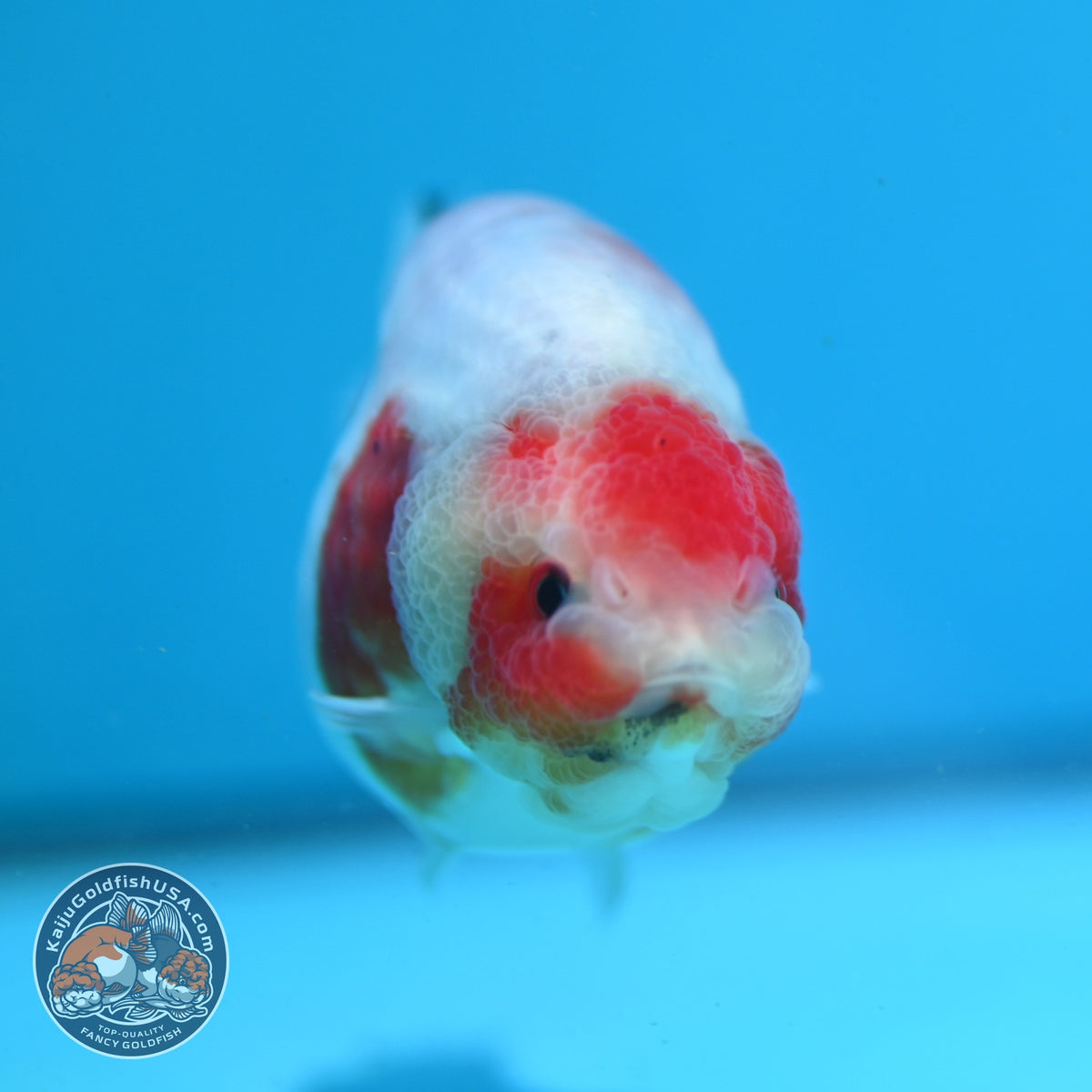 Sakura Ranchu 3.5 inch Body (261023_RC06)
