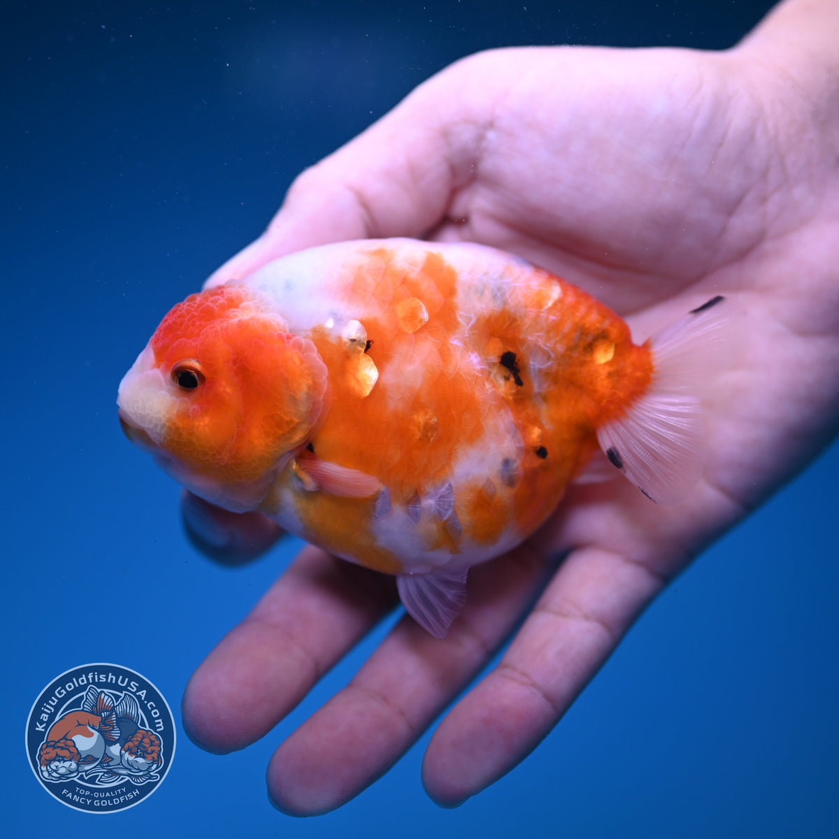 Sakura Ranchu 3.5 inch Body (261023_RC06)