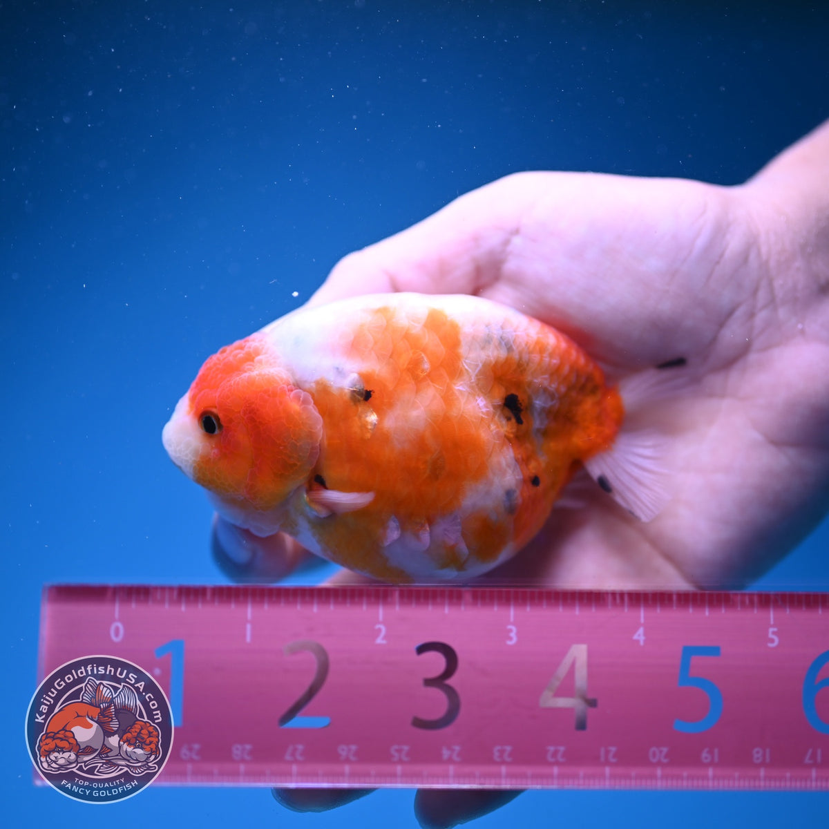 Sakura Ranchu 3.5 inch Body (261023_RC06)