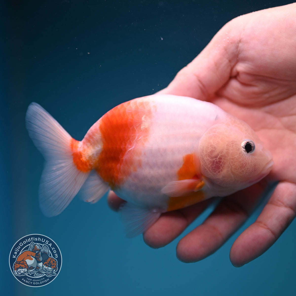 Sakura Ranchu 4 inch Body (261002_RC03)