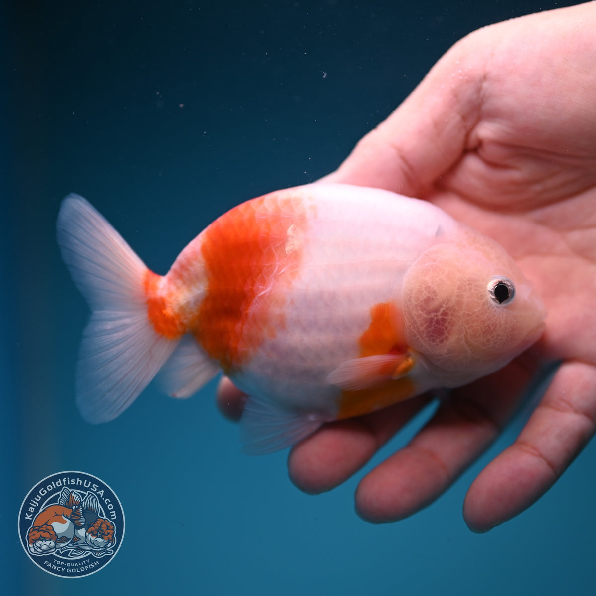 Sakura Ranchu 4 inch Body (261002_RC03)
