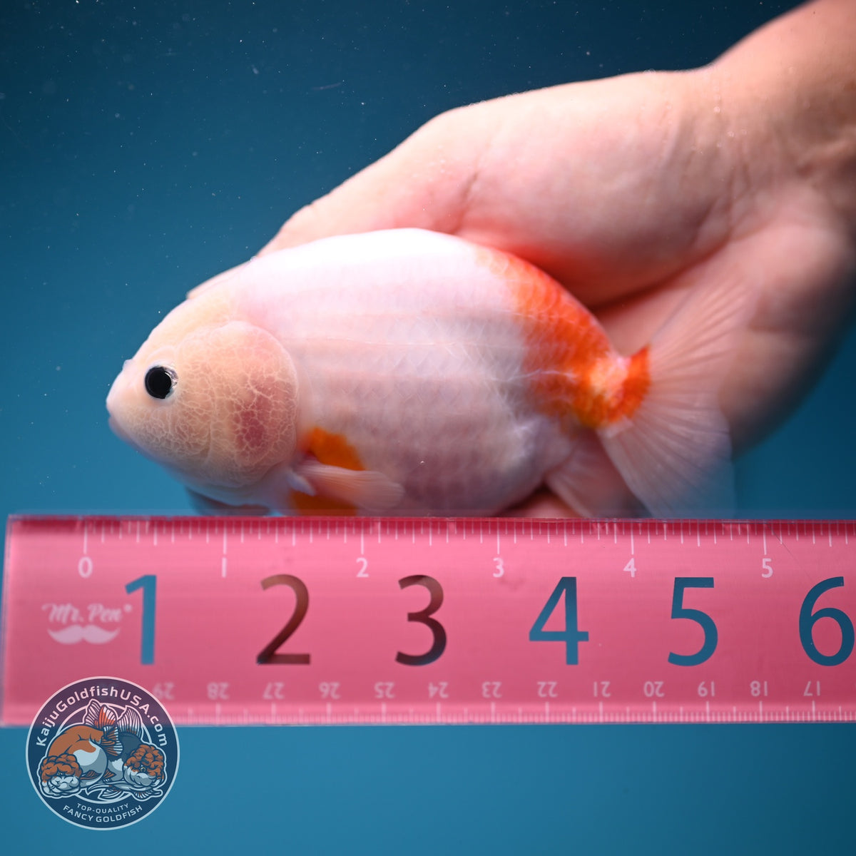 Sakura Ranchu 4 inch Body (261002_RC03)