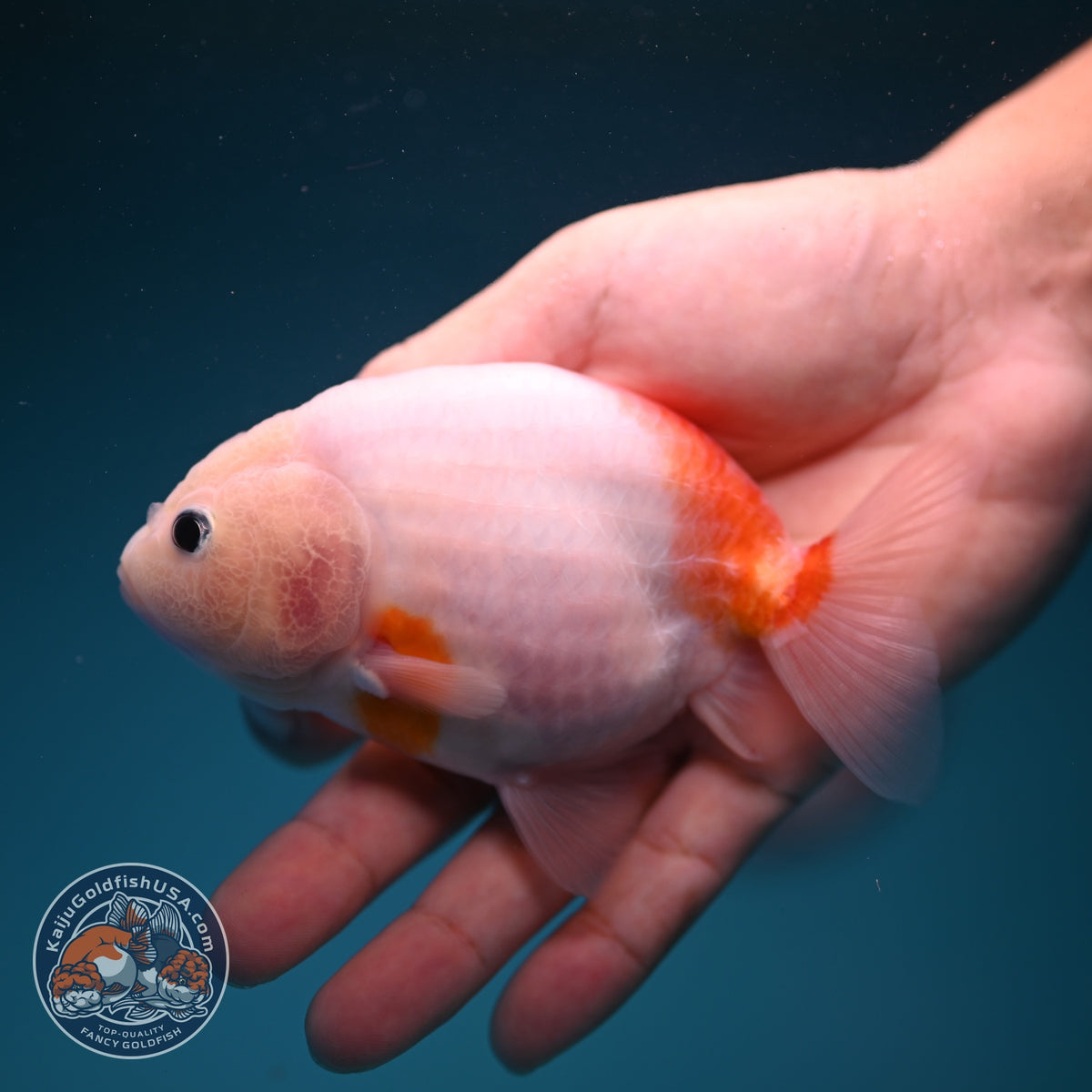 Sakura Ranchu 4 inch Body (261002_RC03)