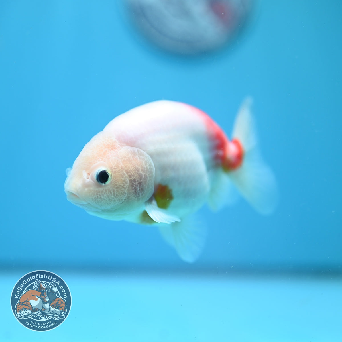 Sakura Ranchu 4 inch Body (261002_RC03)