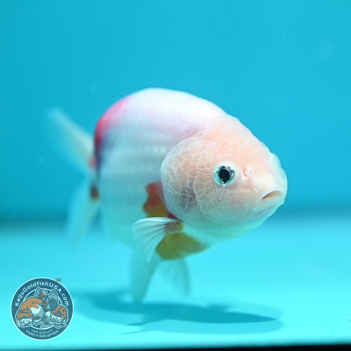 Sakura Ranchu 4 inch Body (261002_RC03)