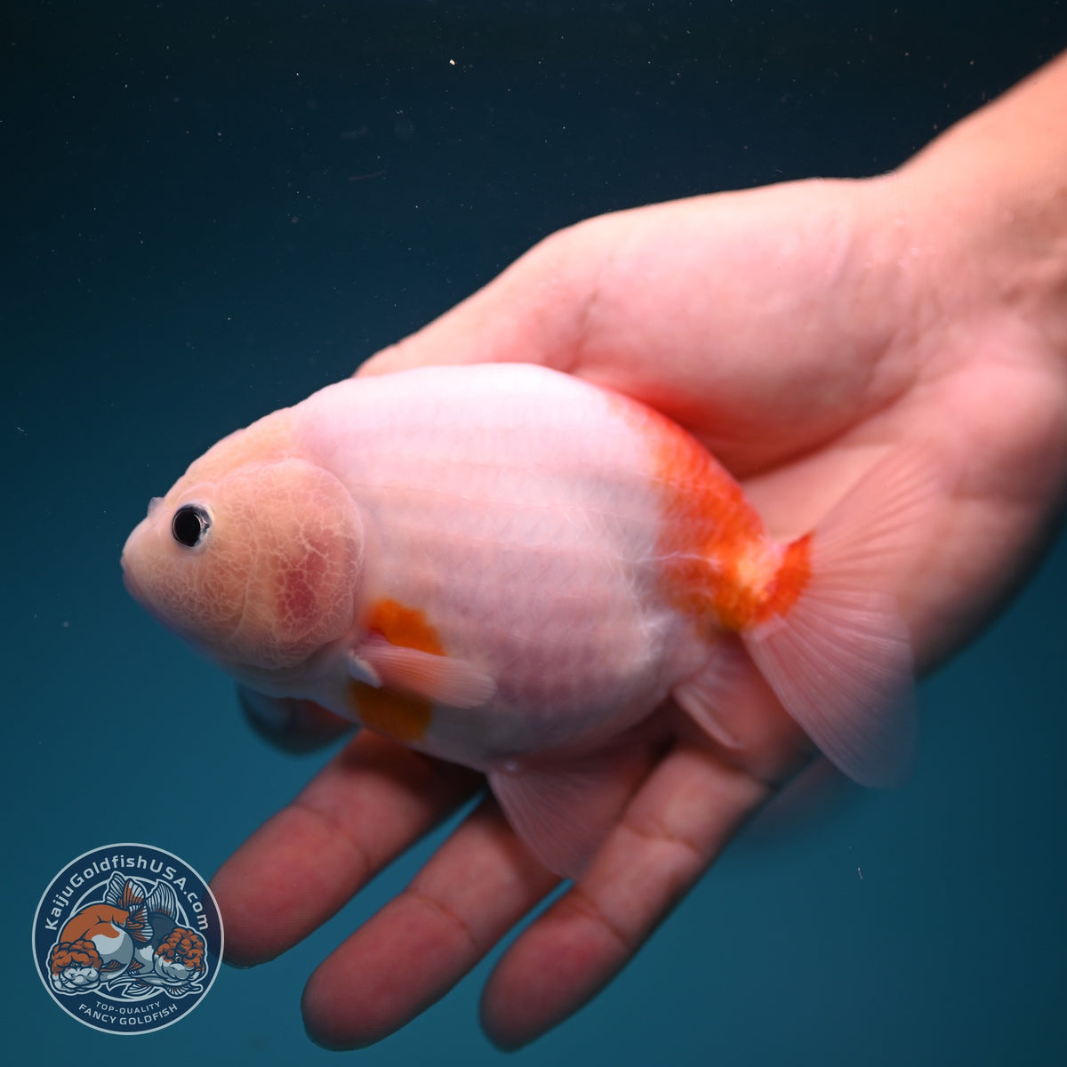 Sakura Ranchu 4 inch Body (261002_RC03)