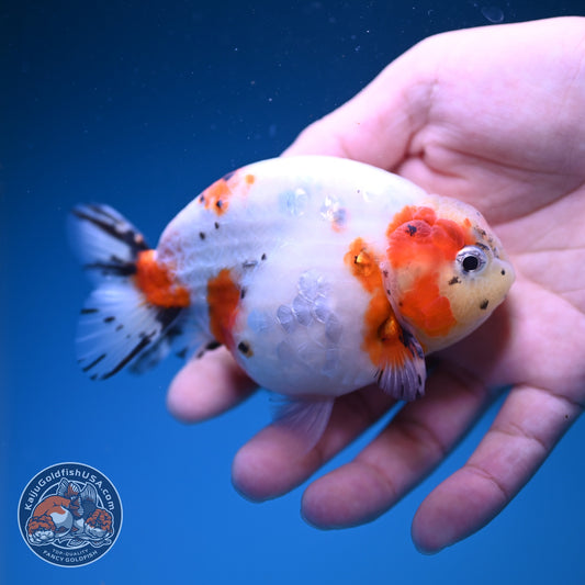 Sakura Ranchu 4 inch Body (261016_RC02)