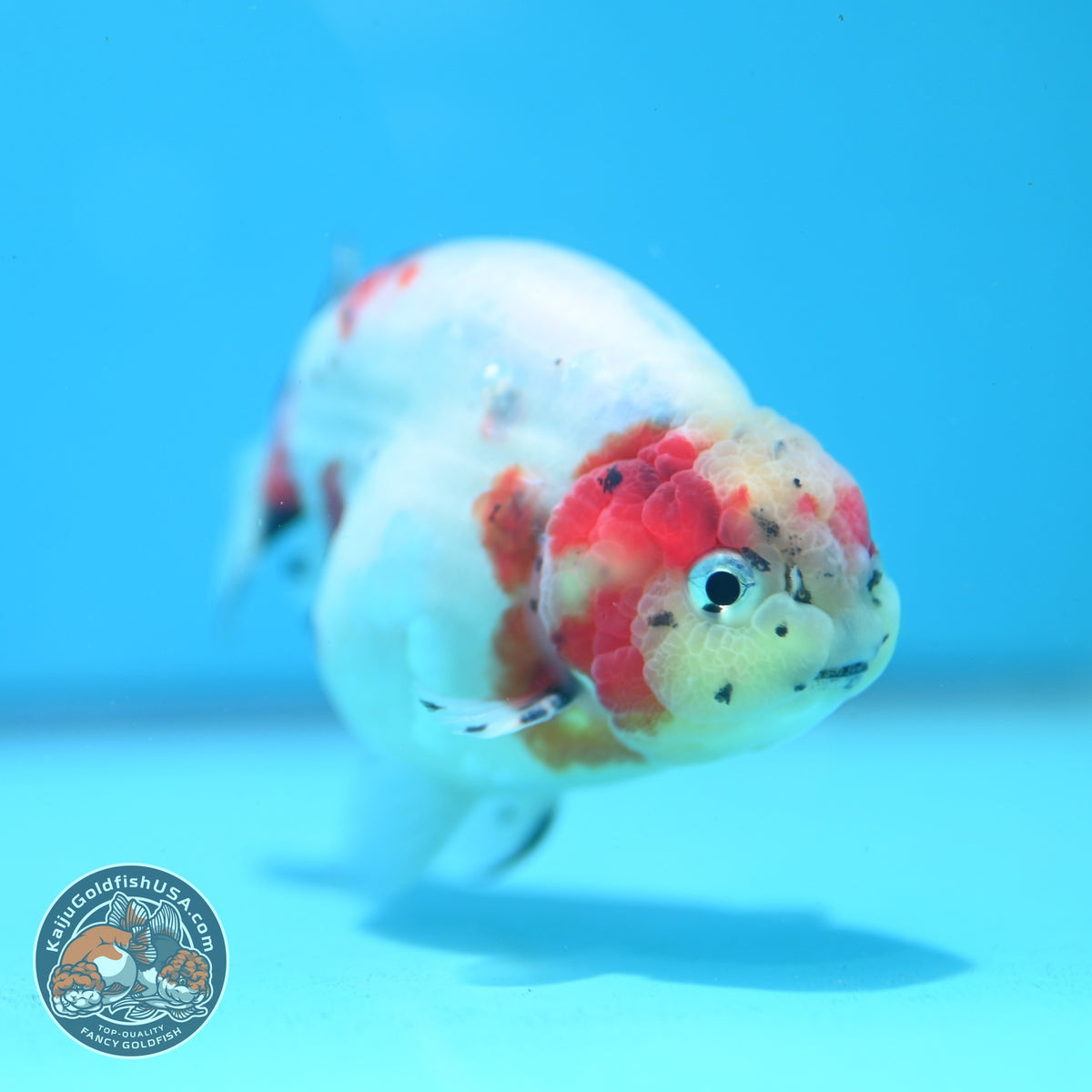 Sakura Ranchu 4 inch Body (261016_RC02)