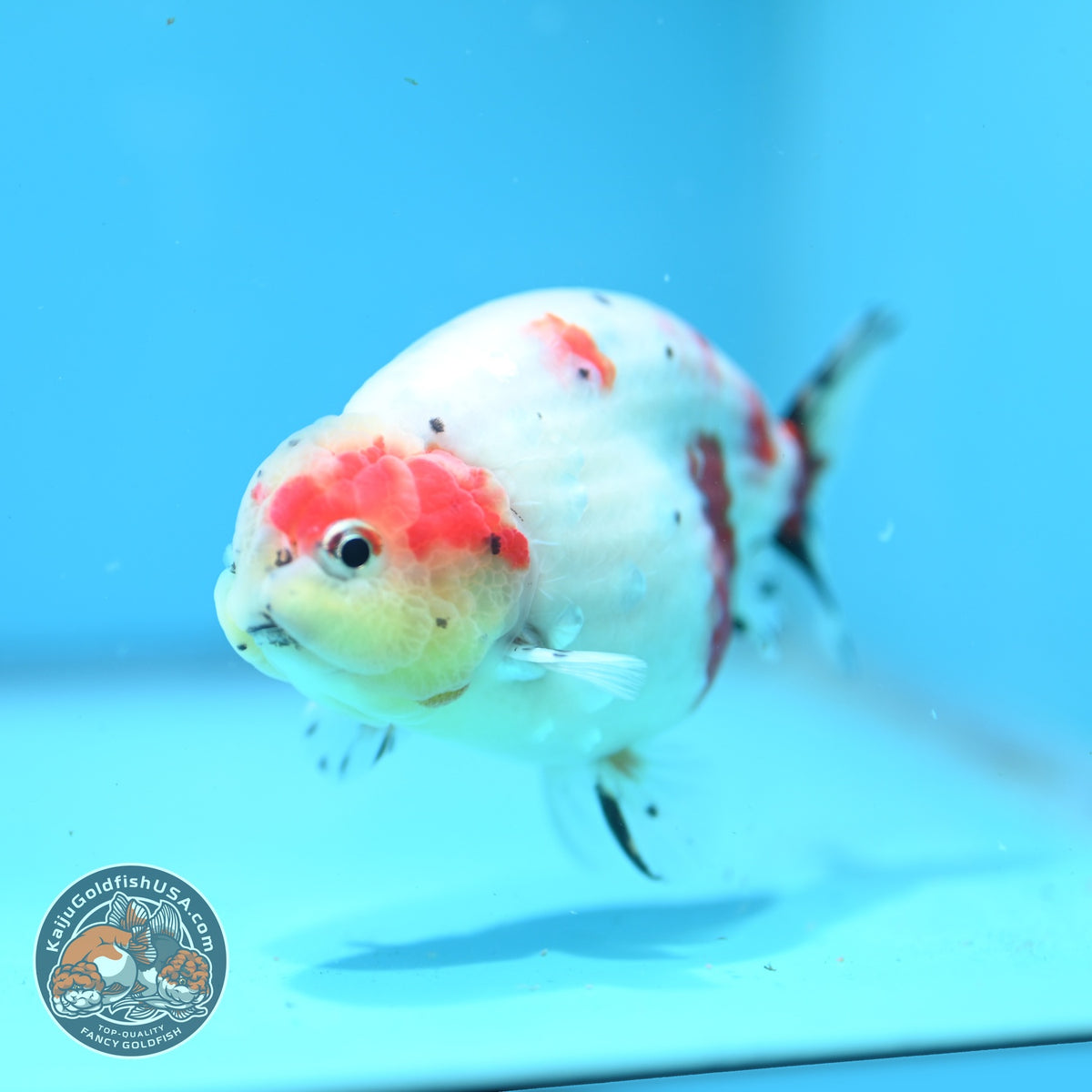 Sakura Ranchu 4 inch Body (261016_RC02)