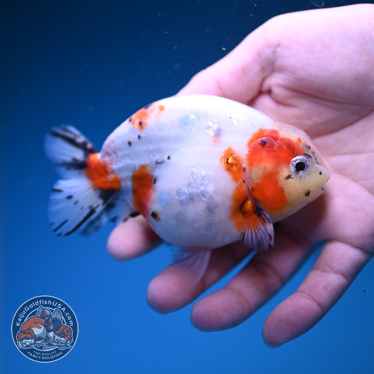 Sakura Ranchu 4 inch Body (261016_RC02)