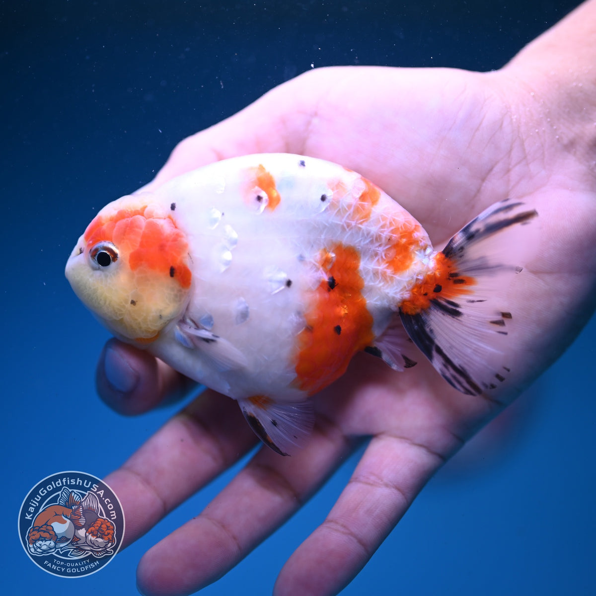 Sakura Ranchu 4 inch Body (261016_RC02)