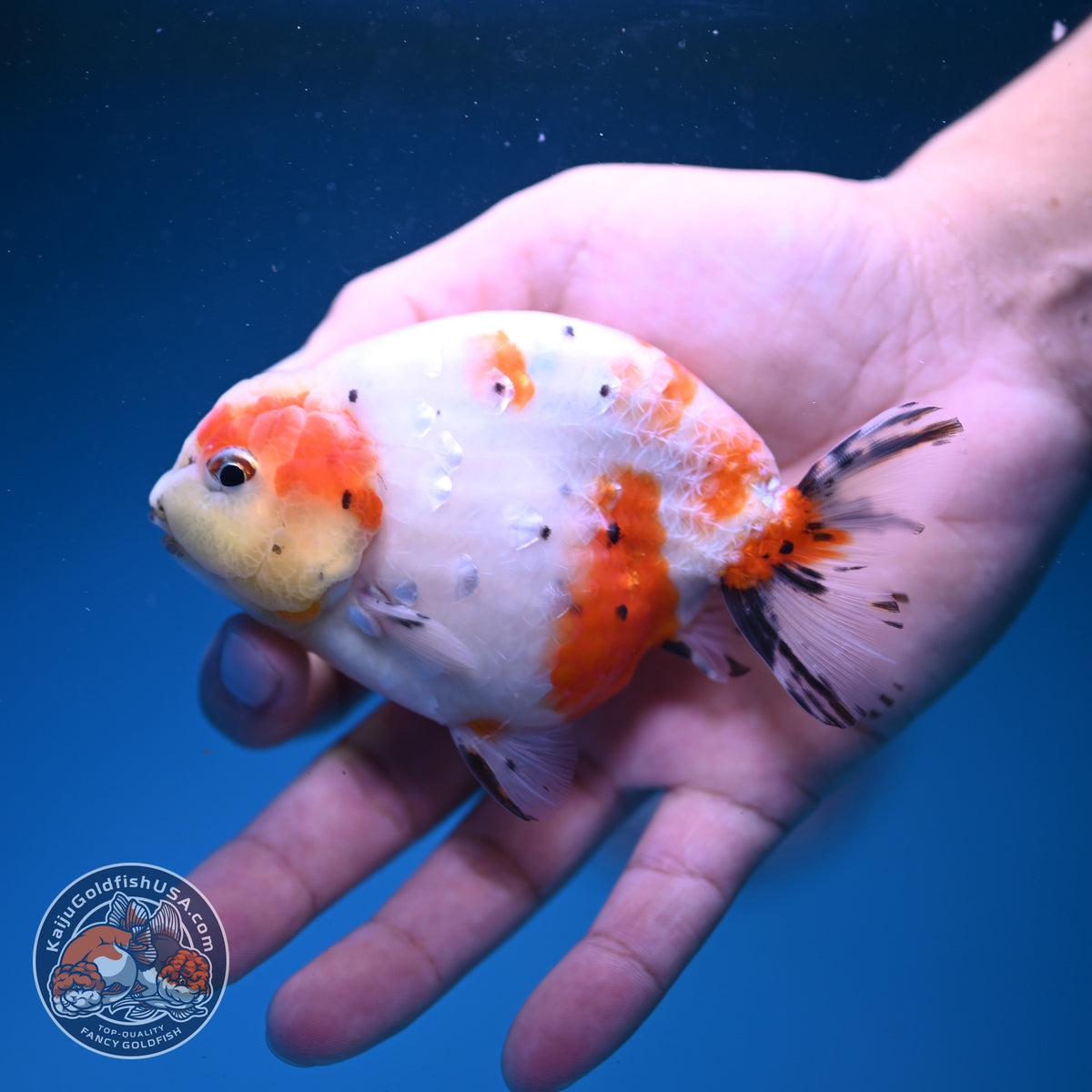 Sakura Ranchu 4 inch Body (261016_RC02)