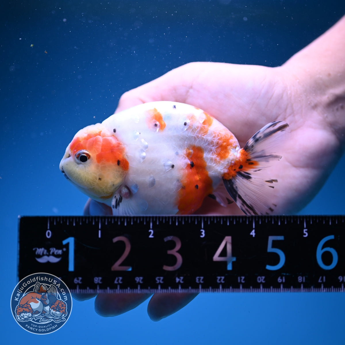 Sakura Ranchu 4 inch Body (261016_RC02)
