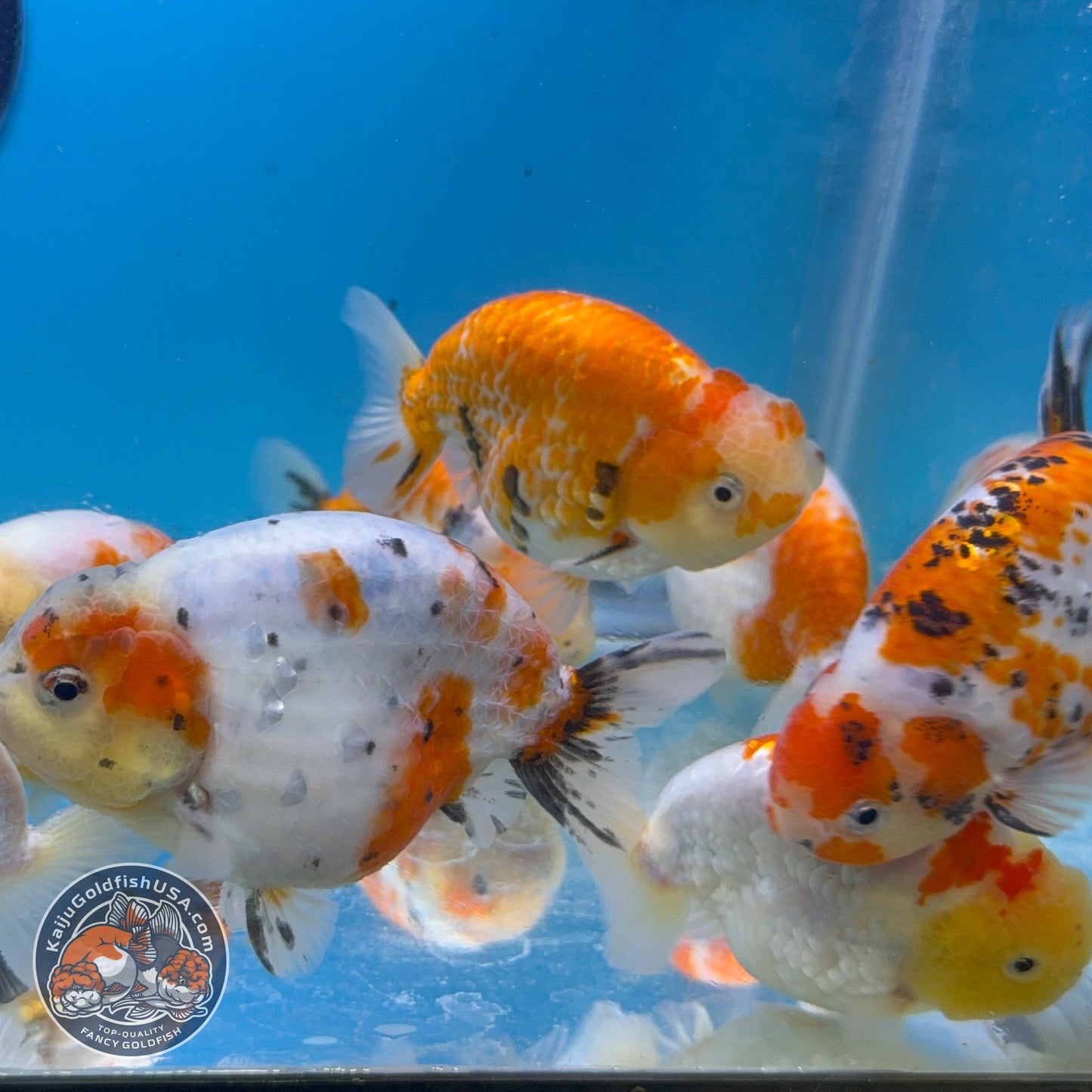 Sakura Ranchu inch Body (260814_RC08)| We pick, you save!