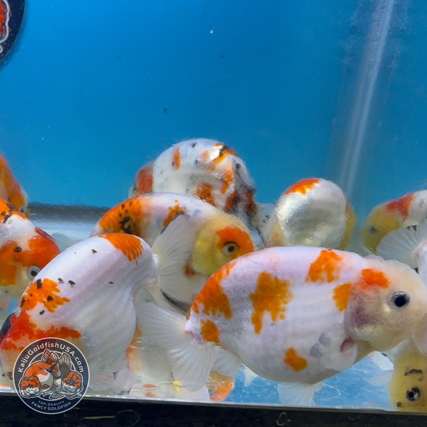 Sakura Ranchu inch Body (260814_RC08)| We pick, you save!
