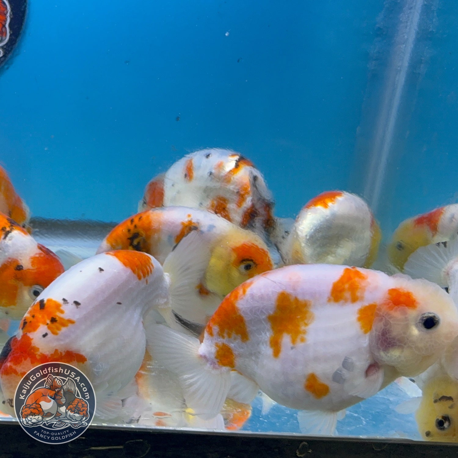 Sakura Ranchu inch Body (260814_RC08)| We pick, you save!