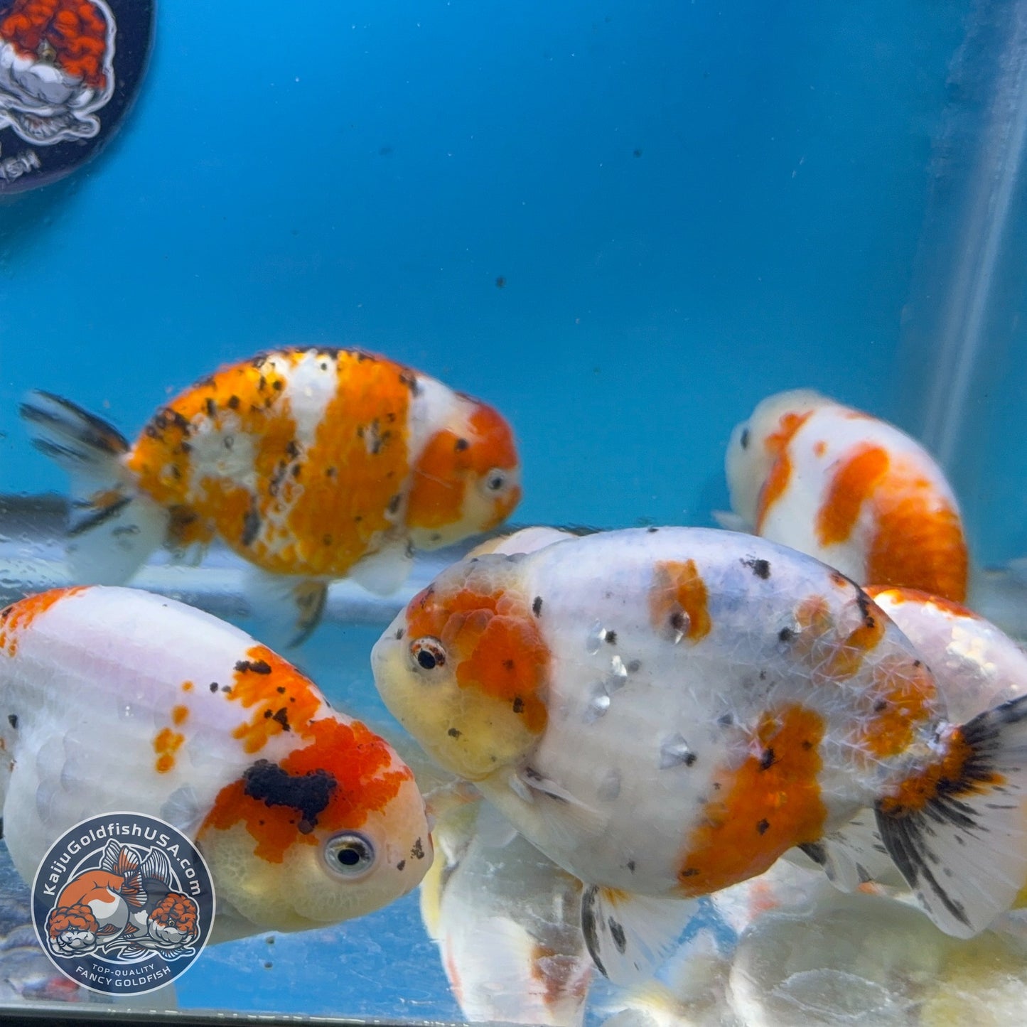 Sakura Ranchu inch Body (260814_RC08)| We pick, you save!