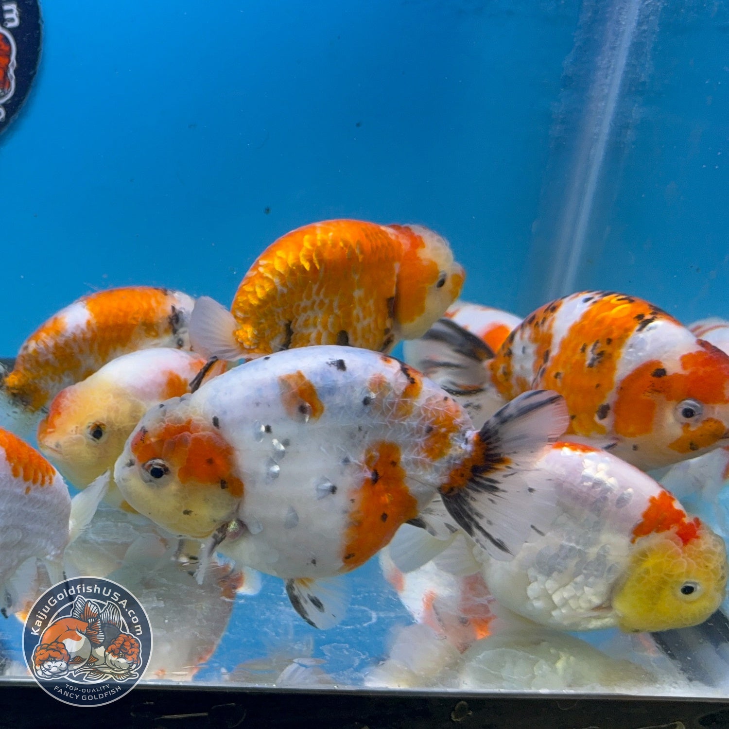 Sakura Ranchu inch Body (260814_RC08)| We pick, you save!