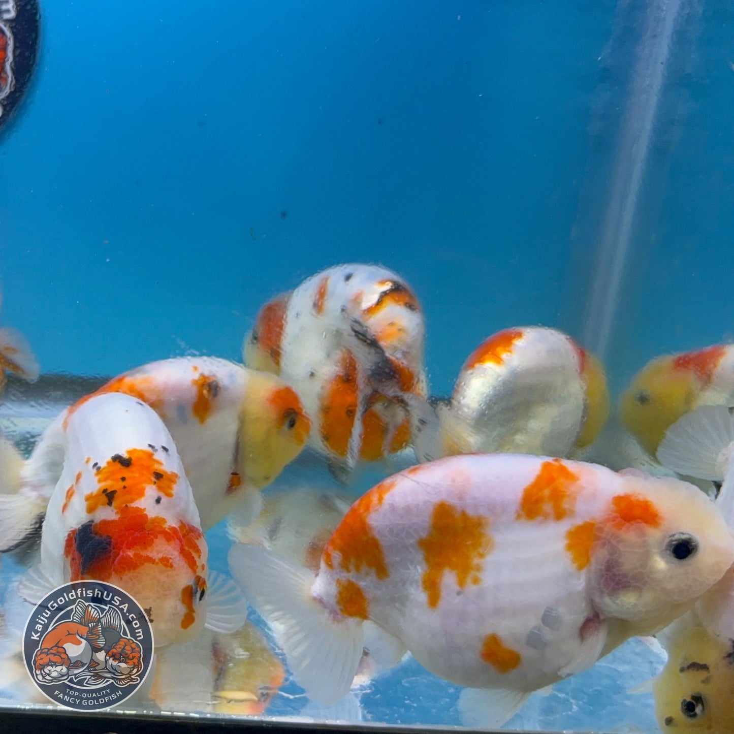 Sakura Ranchu inch Body (260814_RC08)| We pick, you save!