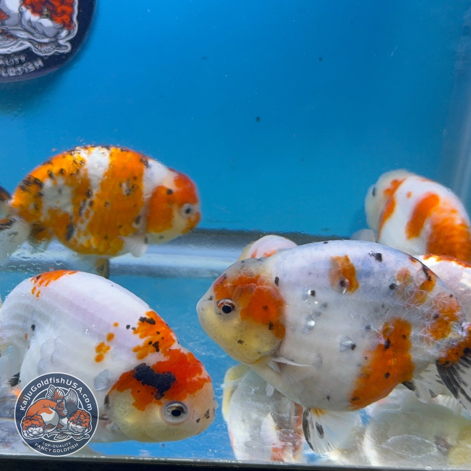 Sakura Ranchu inch Body (260814_RC08)| We pick, you save!
