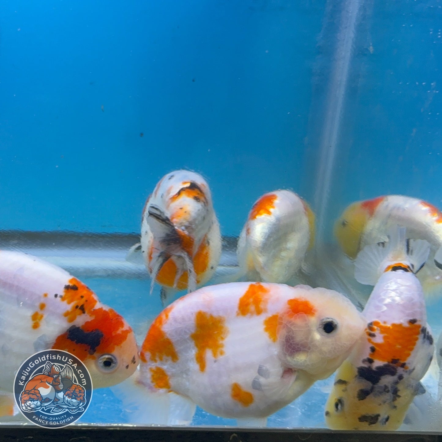 Sakura Ranchu inch Body (260814_RC08)| We pick, you save!