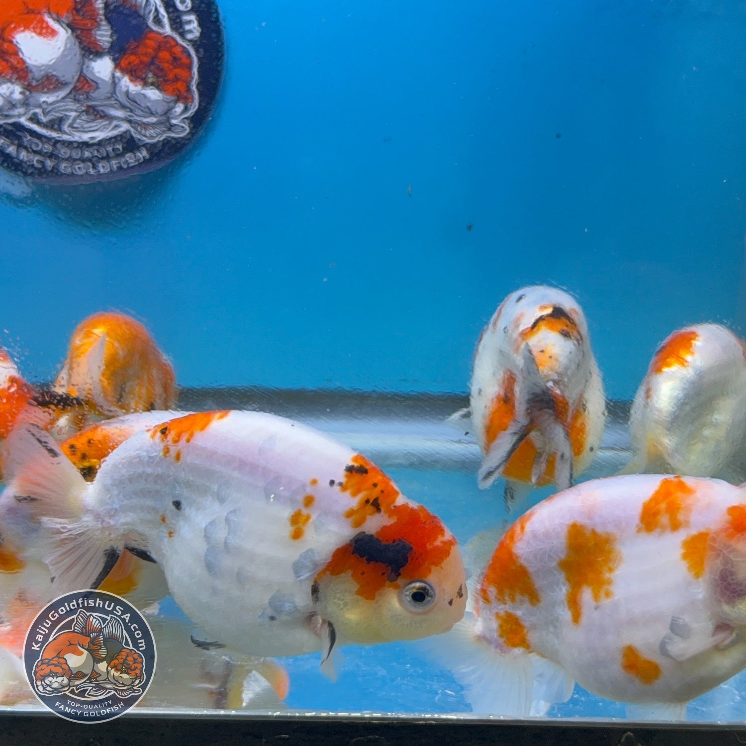 Sakura Ranchu inch Body (260814_RC08)| We pick, you save!