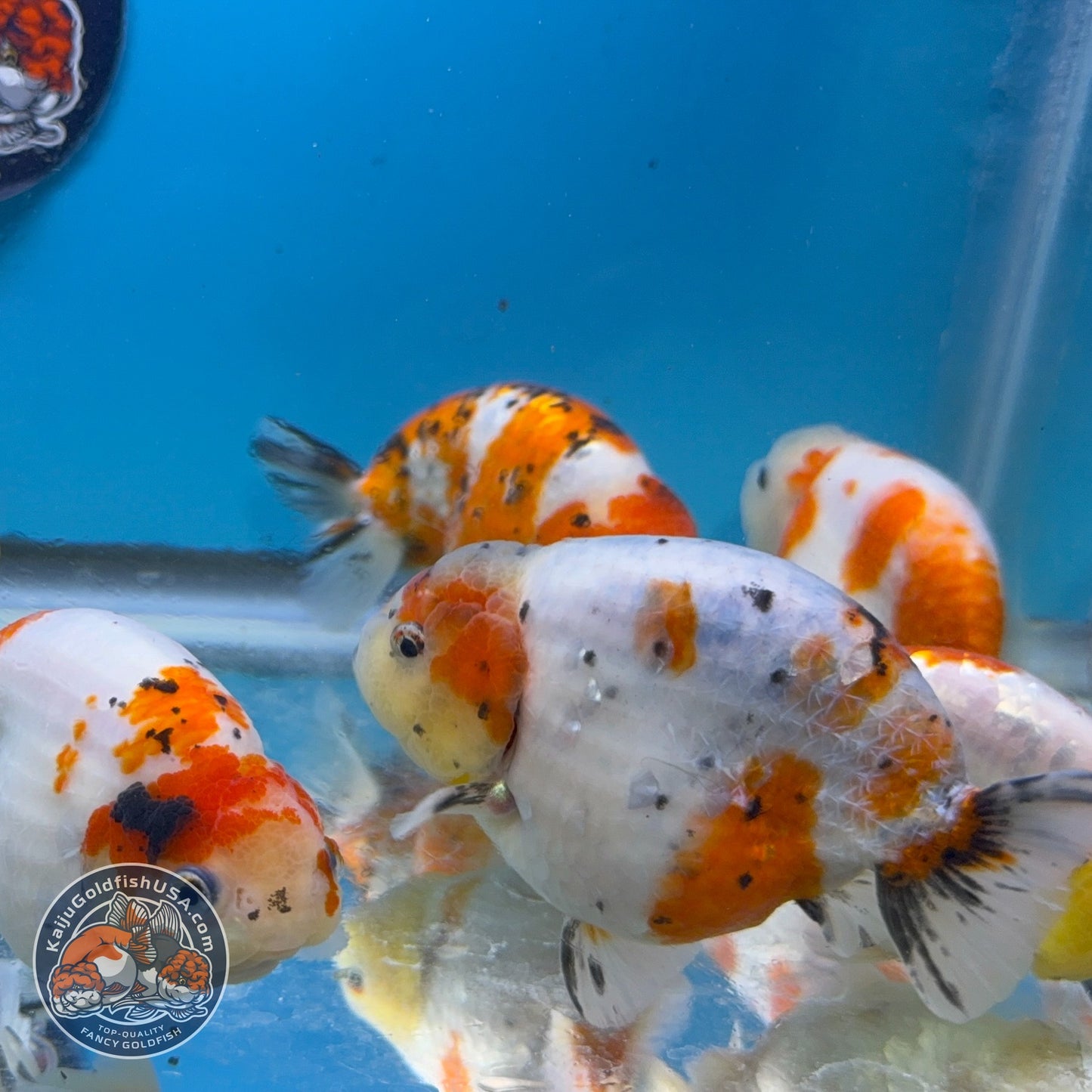 Sakura Ranchu inch Body (260814_RC08)| We pick, you save!