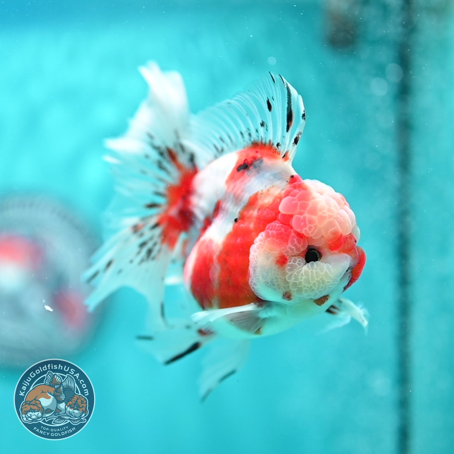 Sakura Rose Tail Oranda 3.5 inch Body (260619_OR02)