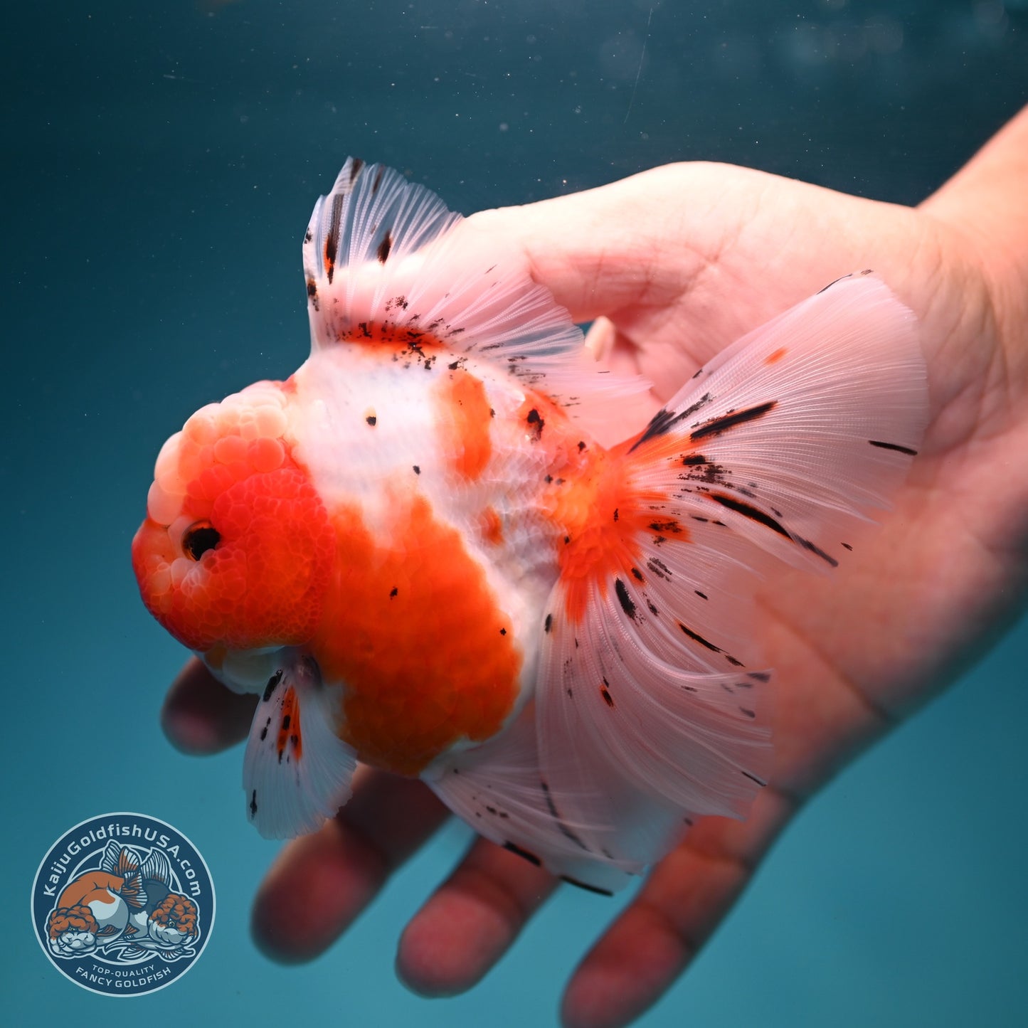 Sakura Rose Tail Oranda 3.5 inch Body (260619_OR02)