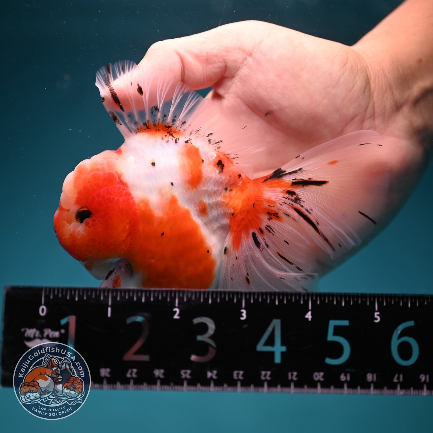 Sakura Rose Tail Oranda 3.5 inch Body (260619_OR02)