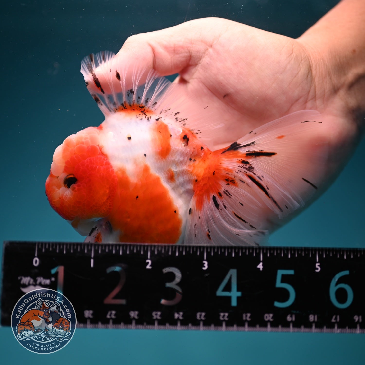 Sakura Rose Tail Oranda 3.5 inch Body (260619_OR02)
