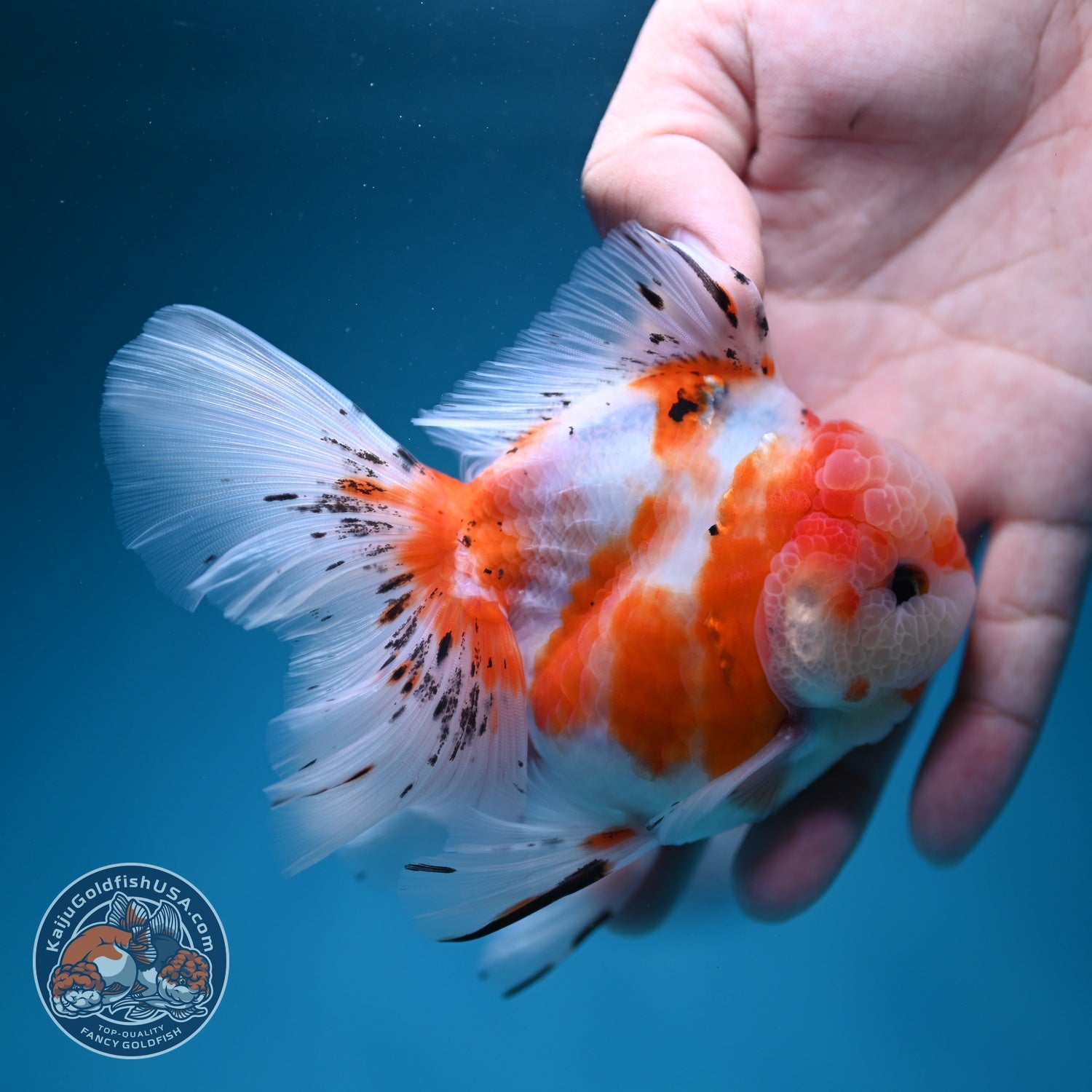 Sakura Rose Tail Oranda 3.5 inch Body (260619_OR02)